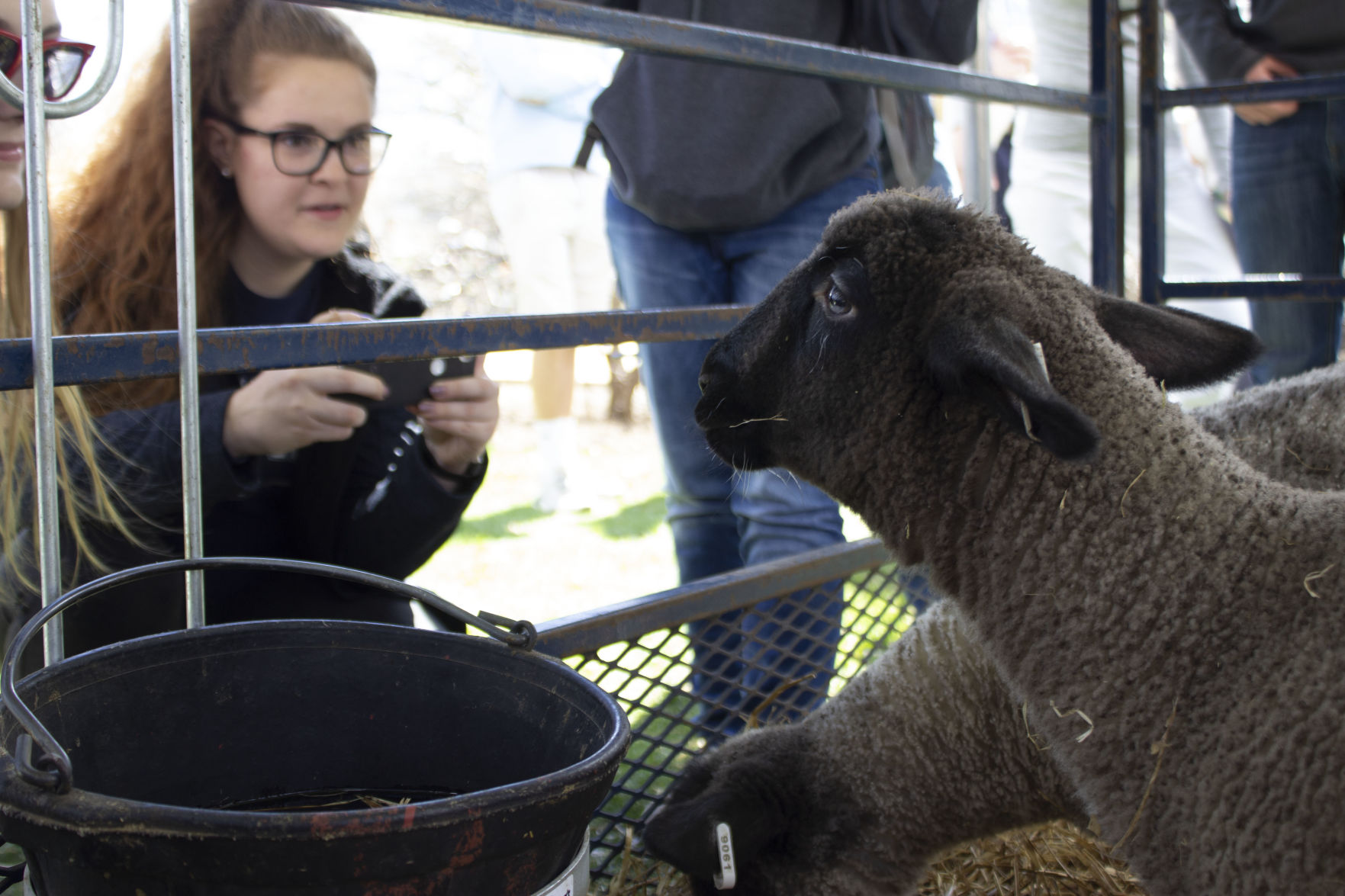 Ag Day, Sheep